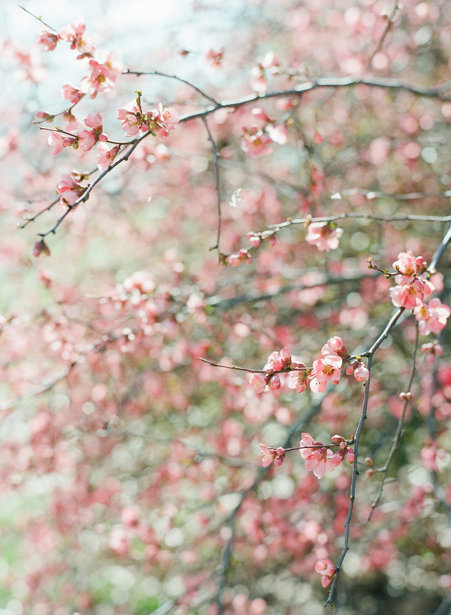 fine art film spring wedding st louis 6